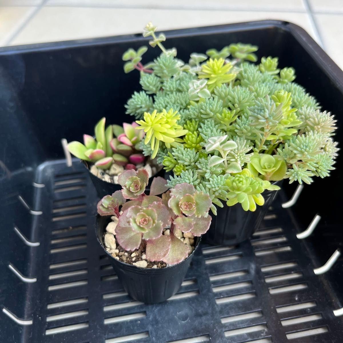 Amazon.co.jp: 多肉植物 セダム抜き苗セット ミックスセダム